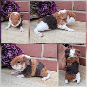 Frühkastrat US Teddy Meerschweinchen Jungtiere 