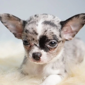 Chihuahua suchen neues zu Hause