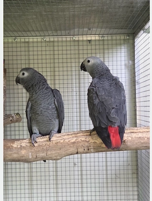 Zwei 1 Jahr alte Kongo-Graupapageien