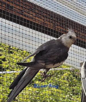 Junge Nymphensittiche aus liebevoller Naturbrut   bald abgabebereit