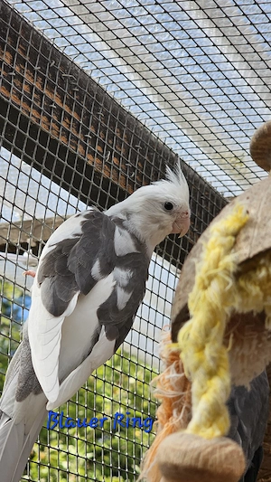 Junge Nymphensittiche aus liebevoller Naturbrut 