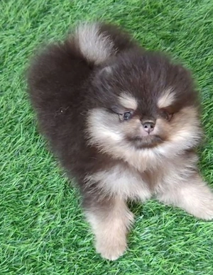 Pomeranian Zwergspitz