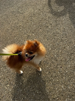 pomeranian