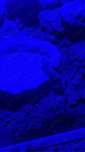 Namibgecko  Pachydactylus Rangei