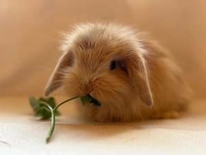Lionlop Mm Kaninchen Zwergwidder 