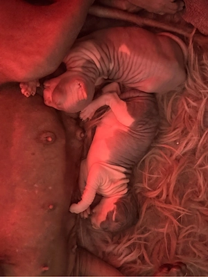 Zwei wunderschöne Sphynx-Jungs suchen ein liebevolles Zuhause