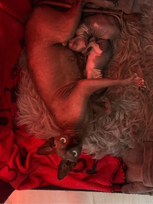 Zwei wunderschöne Sphynx-Jungs suchen ein liebevolles Zuhause