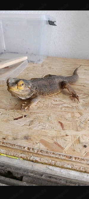Bartagame abzugeben bitte Text lesen 