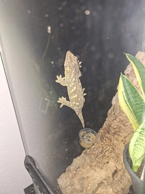 R.Leachianus Nuu Ami NZ 25