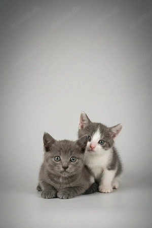 Babykatzen stubenrein 