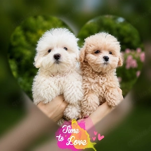 Maltipoo Welpen