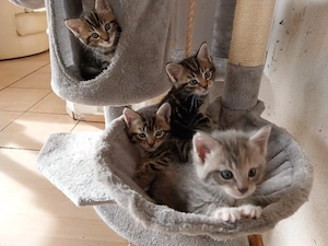 Maine Coon Mischlings Kitten - Kätzchen und Kater