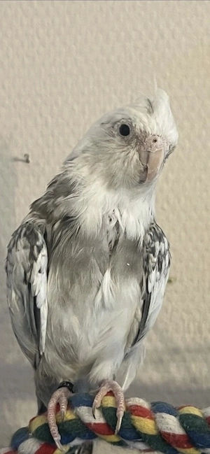 Nymphensittiche  Bild 3