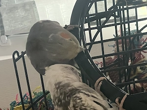 Nymphensittiche 