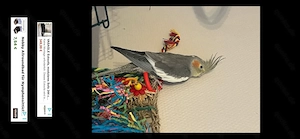 Nymphensittiche  Bild 4