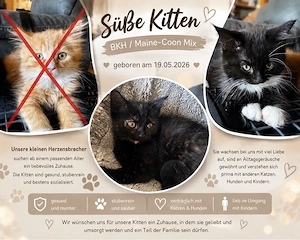    Wunderschöne BKH- Maine-Coon-Kitten suchen ein liebevolles Zuhause    