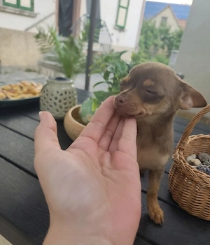 Chihuahua Sckoko Tan 