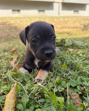 französische Bulldogge, Jack Russell Mix Welpe in liebevolle Hände abzugeben