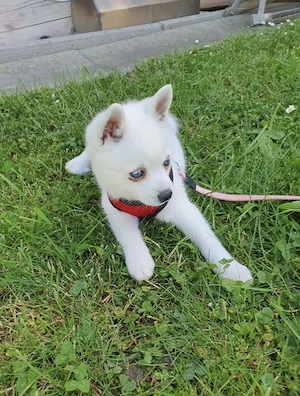 Alaskan Klee Kai (Kleiner Husky) Snow sucht sein dauerhaftes Zuhause