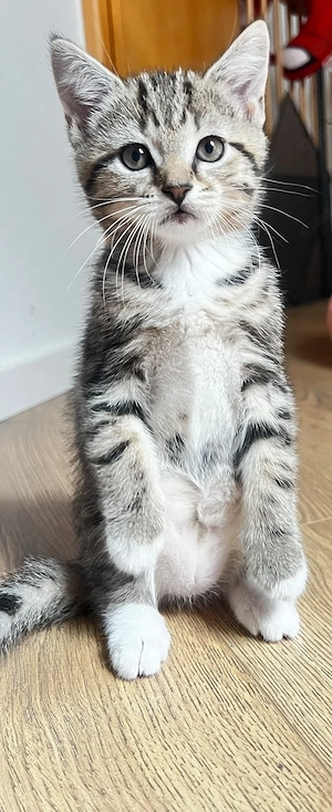 BKH Mix Kitten suchen ein Zuhause