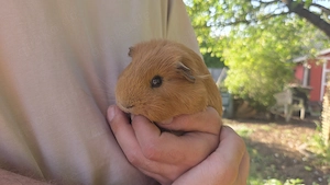 Meerschweinchen Böckchen