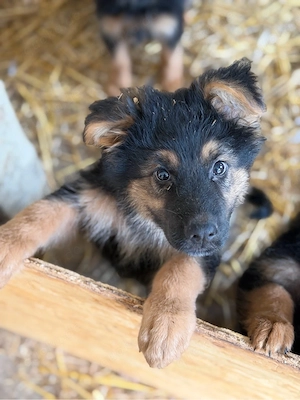 Altdeutsche Schäferhund welpen Langhaar