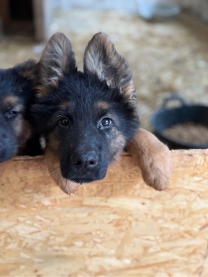 Altdeutsche Schäferhund welpen Langhaar