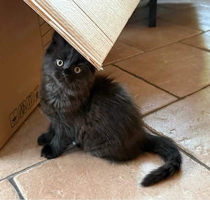 Maine Coon Mädchen sucht ab 29.08.2026 ihr liebevolles Zuhause!