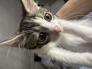 Bildhübsches Katzenbaby 