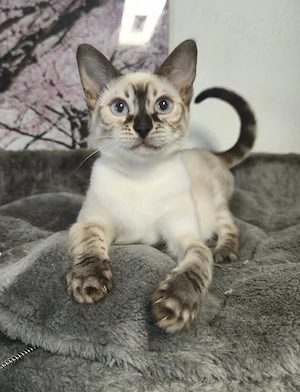 Reinrassige Snow Bengal Kitten mit Stammbaum