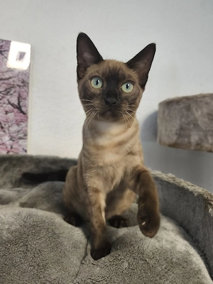 Reinrassige Snow Bengal Kitten mit Stammbaum
