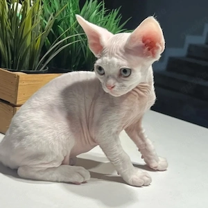 Wunderschöner Devon Rex Kater
