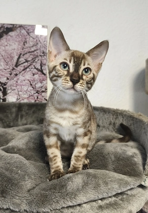 Reinrassige Bengal Kitten mit Stammbaum 