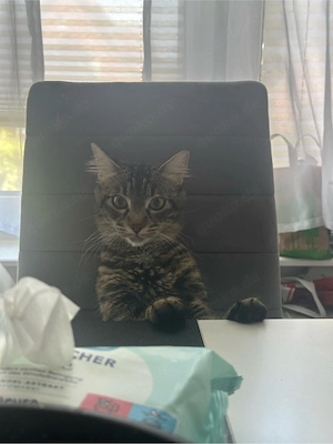 Liebevolle EKH -Mix -Katze Mina sucht ein neues Zuhause