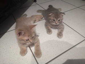 Wunderschöne BKH-Mix Kitten   Zuckersüß suchen ein Zuhause!
