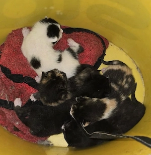 Babykatzen ab ende august abzugeben 