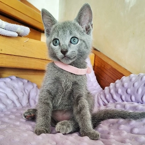 cremefarbene Russisch Blau katzen