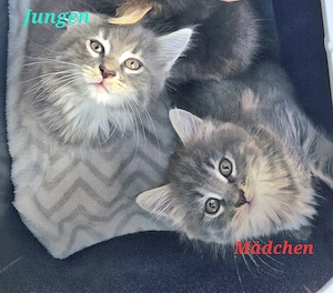 Maine Coon Mix