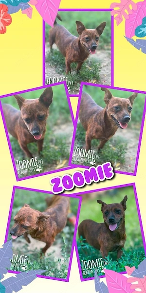 junge, sehr kleine, offene, menschenbezogene Hündin "Zoomie" sucht ein liebevolles Zuhause