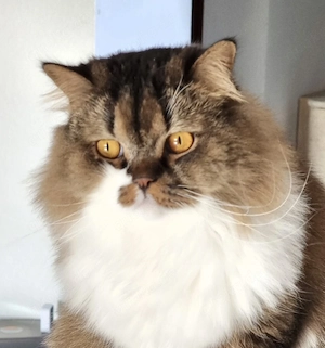 Britisch Langhaar Kater mit Stammbaum 