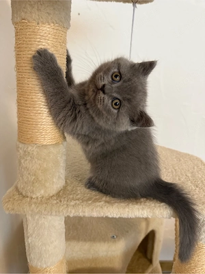 BKH Kitten