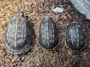 Rarität! 3 Melanochelys tricarinata