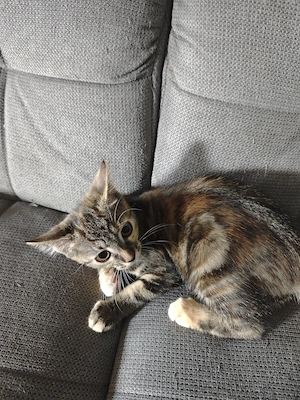 Maine Coon Mischlingskitten 