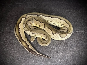 1.0 Fire Pewter Clown