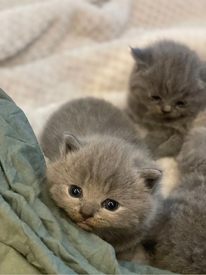 BKH kitten abzugeben 