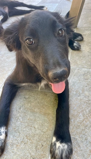 4 Border Collie Mix Welpen 7Mon vom Hundetrainer 