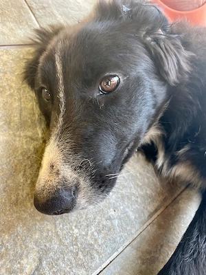 SUPERLIEBE kleinere Border Collie Mix Welpen 17 + 19 kg 8Mon