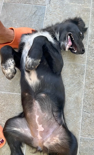 4 Border Collie Mix Welpen 6Mon vom Hundetrainer 
