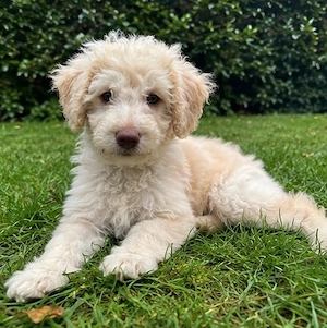 Goldendoodle medium Welpen , Doodle , Pudel, Labradoodle, Lagotto
