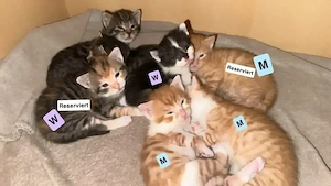 Katzenbabys suchen ab dem 9.9 ein neues Zuhause 